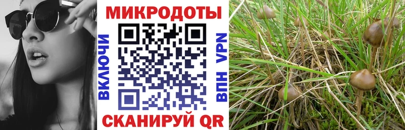 Купить  Клинцы  Псилоцибиновые грибы Cubensis 